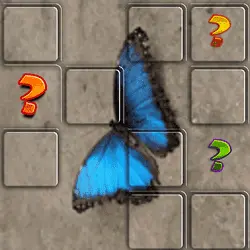 butterfly-memory-match-6nDSt