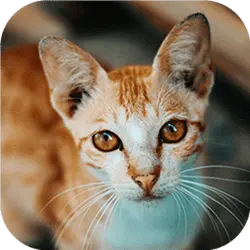 cat-tastic-puzzle-challenge-NUAAY