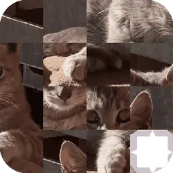 cat-puzzle-INf1r